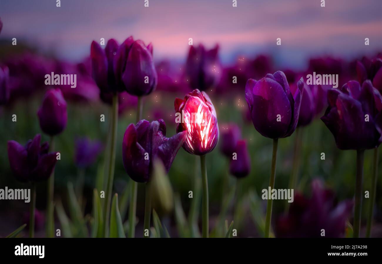 Tulip Flower Field. Close Up Nature Background Stock Photo - Alamy
