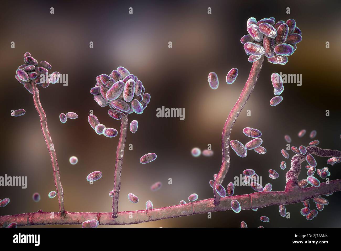 Fungus infection Cut Out Stock Images & Pictures - Page 2 - Alamy