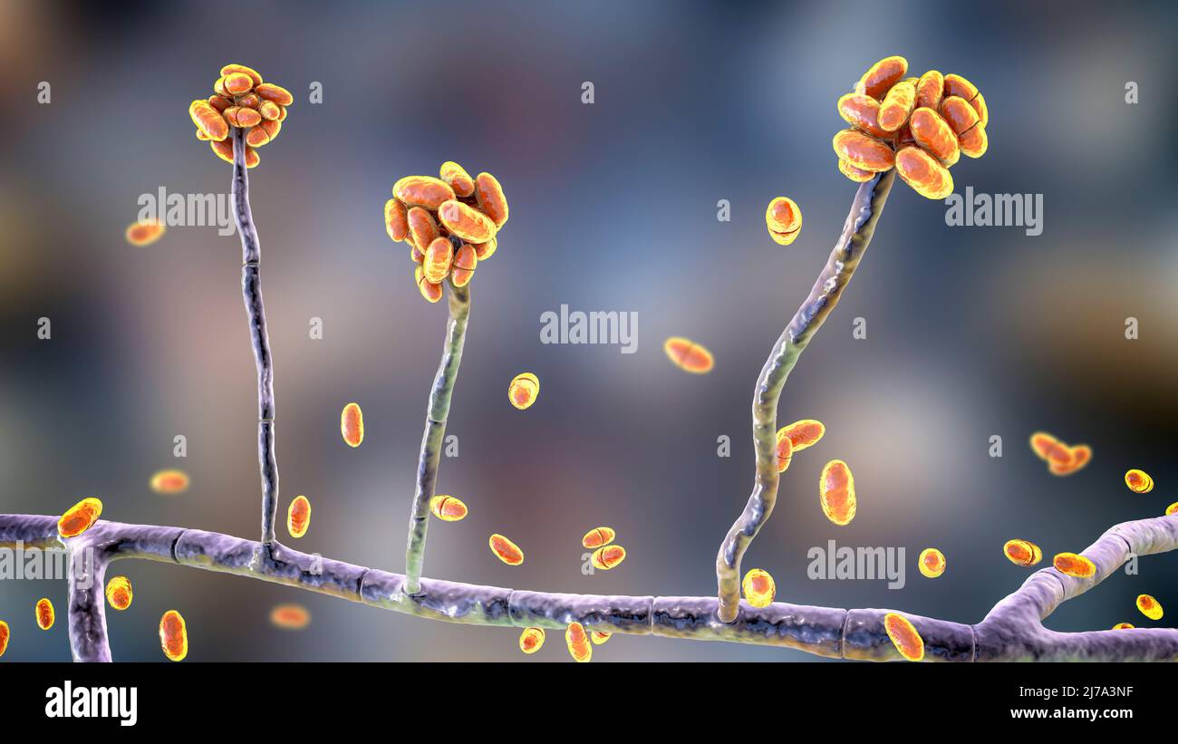 Acremonium mould fungus, illustration Stock Photo