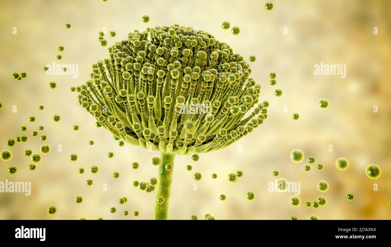 Aspergillus fungus, illustration Stock Photo