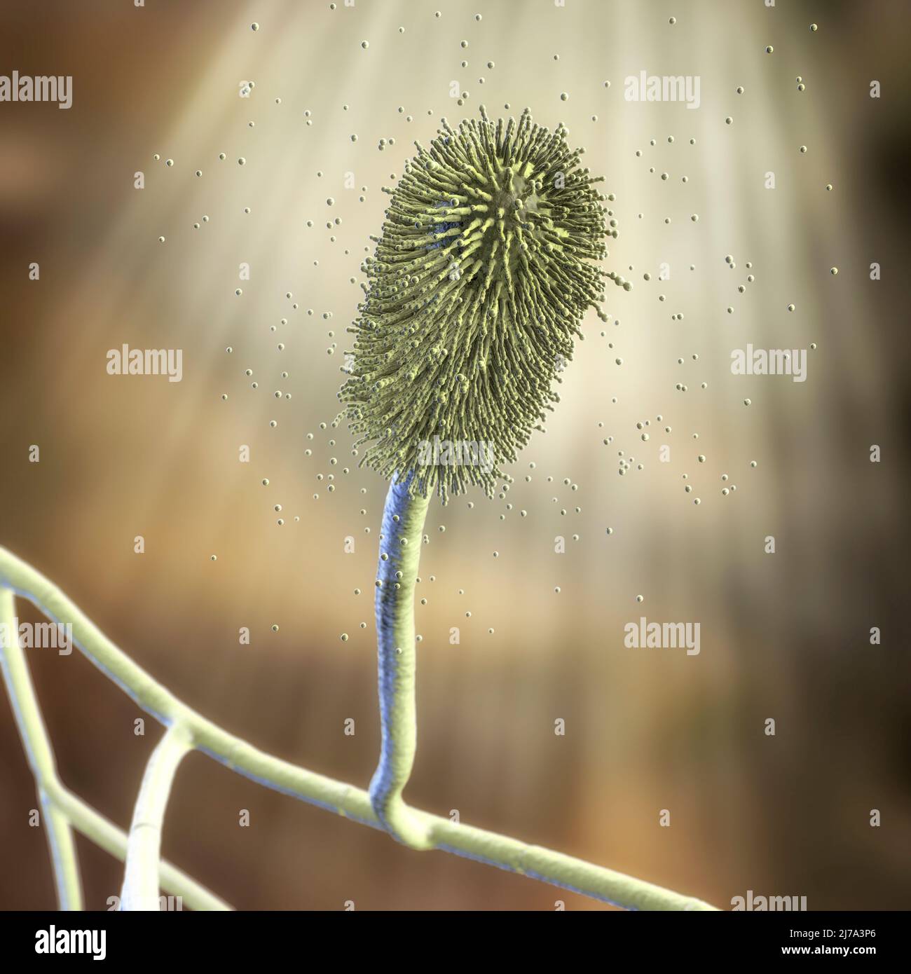 Aspergillus clavatus mould fungus, illustration Stock Photo