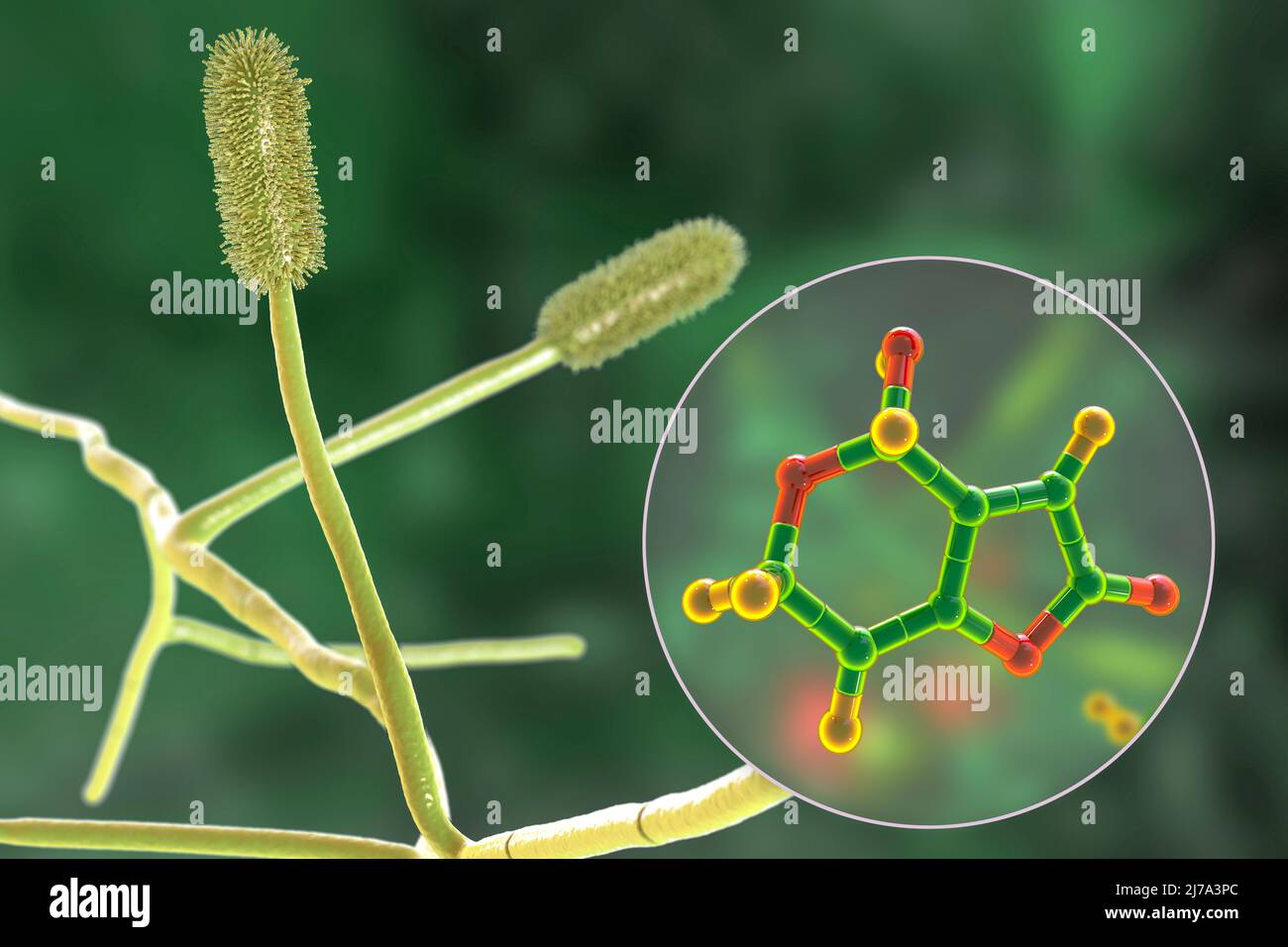 Aspergillus clavatus mould fungi and molecule of patulin toxin, illustration Stock Photo