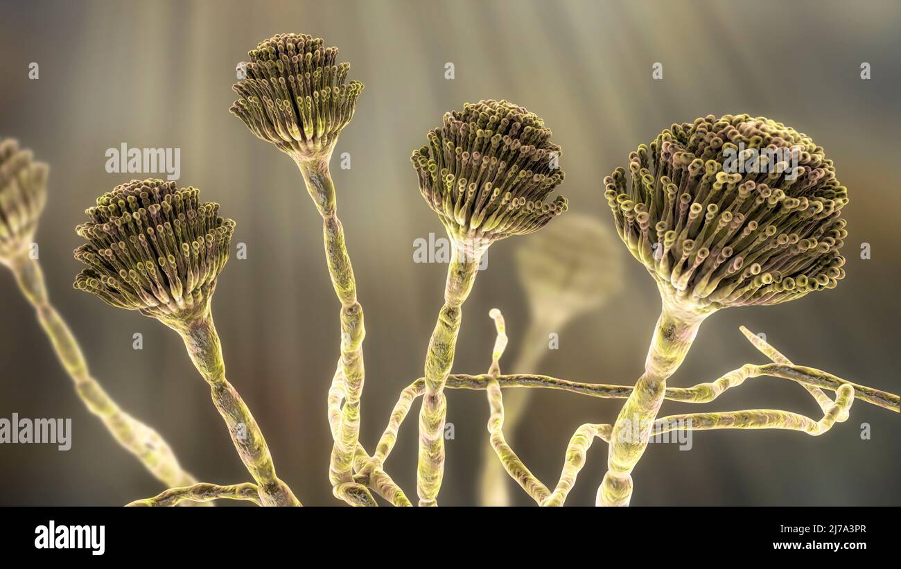 Aspergillus fungus, illustration Stock Photo