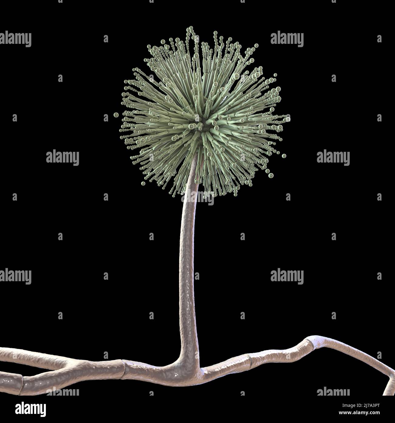 Aspergillus niger fungus, illustration Stock Photo