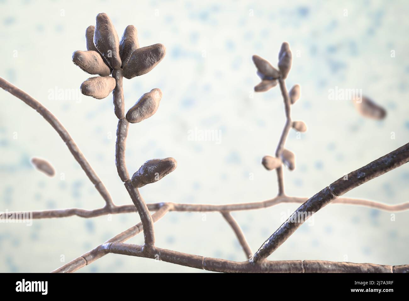 Curvularia mould fungus, illustration Stock Photo