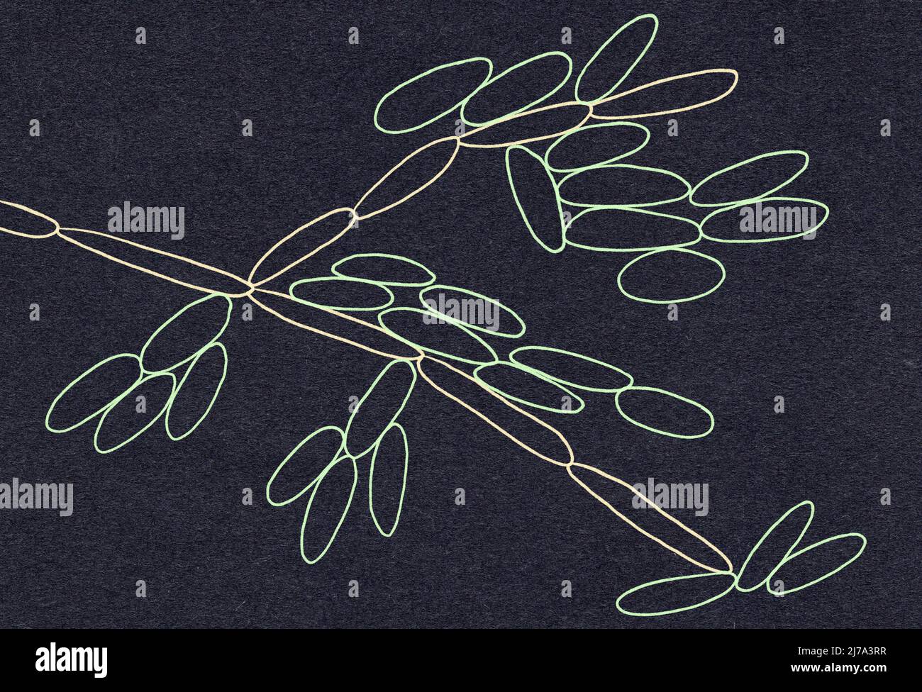 Candida kefyr yeasts illustration Stock Photo Alamy