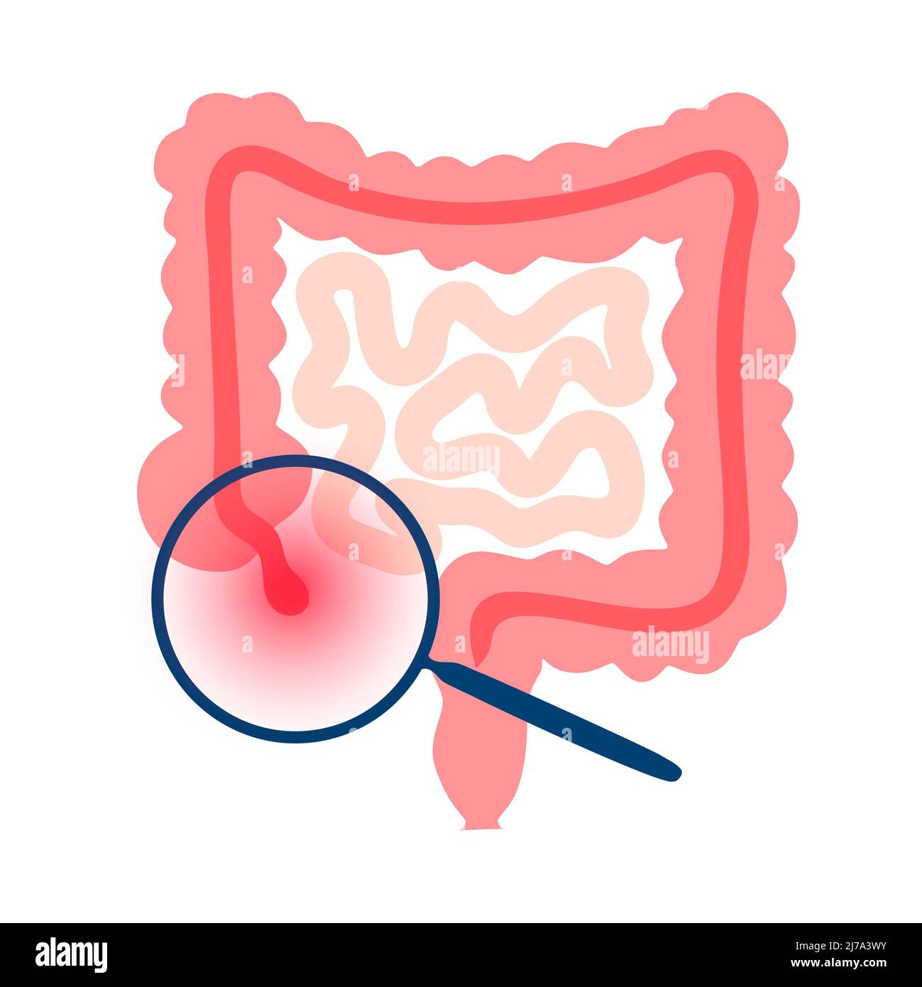 Appendix diagram Cut Out Stock Images & Pictures - Alamy