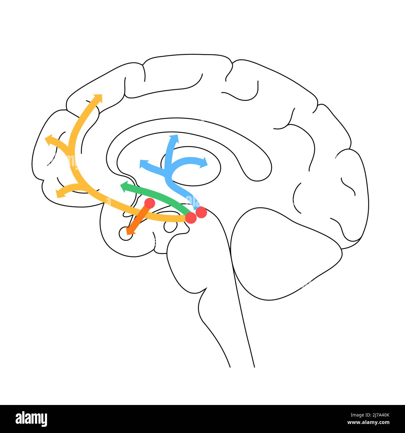Dopamine pathway, illustration Stock Photo