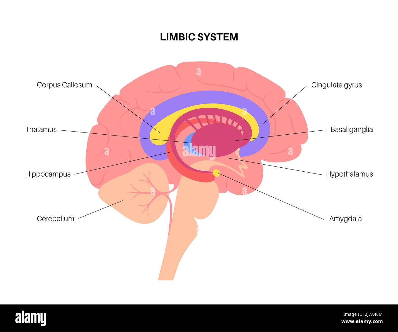 Brain limbic system, illustration Stock Photo