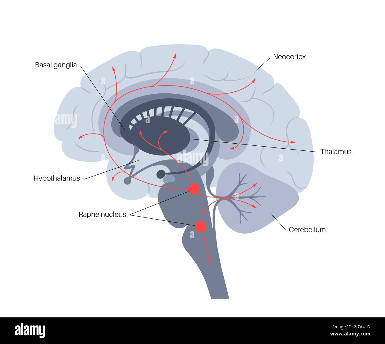 Serotonin pathway in brain, illustration Stock Photo