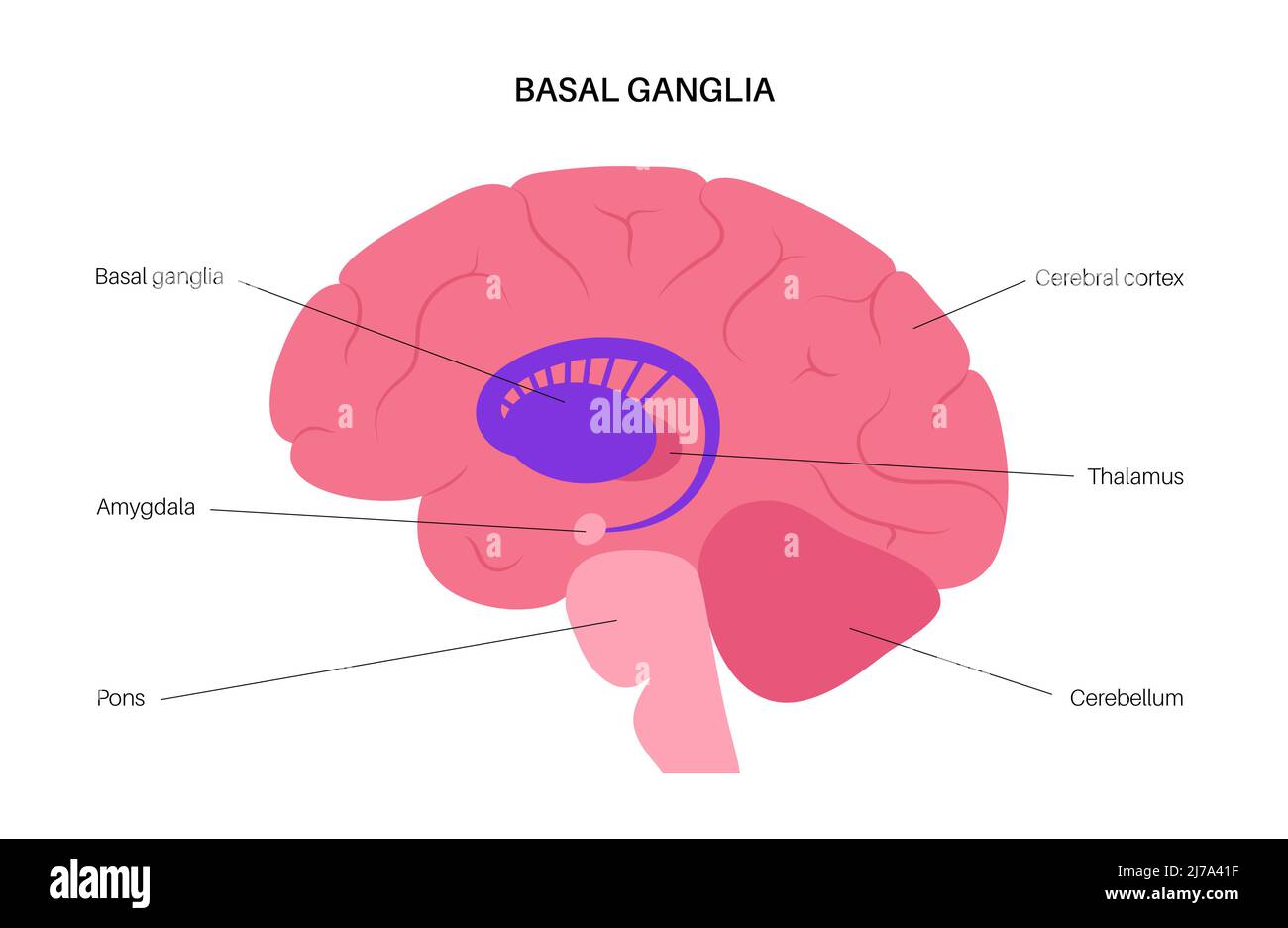 Basal ganglia anatomy, illustration Stock Photo Biology Diagrams