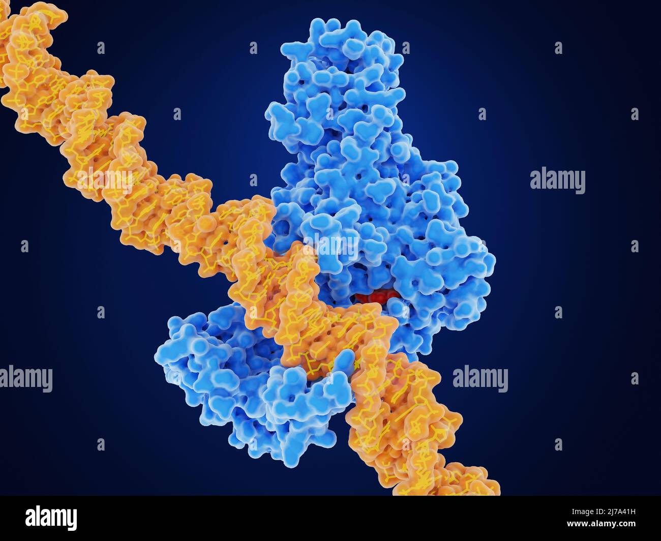 DNA methyl transferase--1 and DNA, illustration Stock Photo