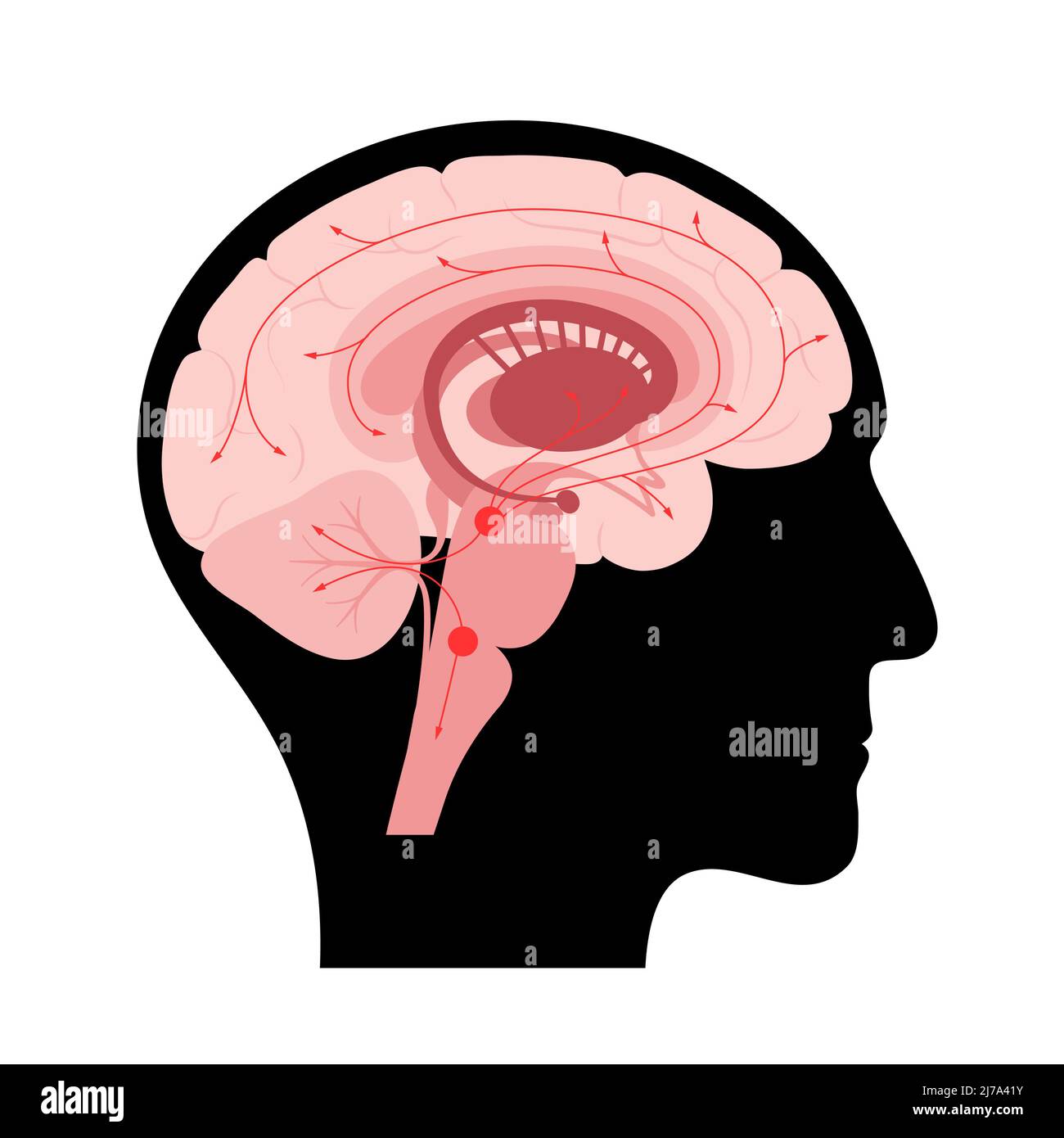 Serotonin pathway in brain, illustration Stock Photo Biology Diagrams