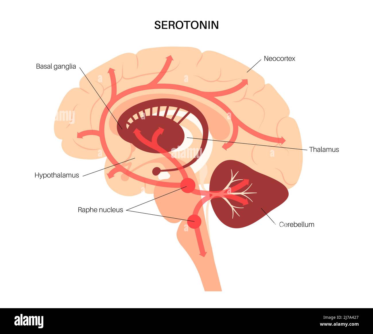 Serotonin pathway in brain, illustration Stock Photo