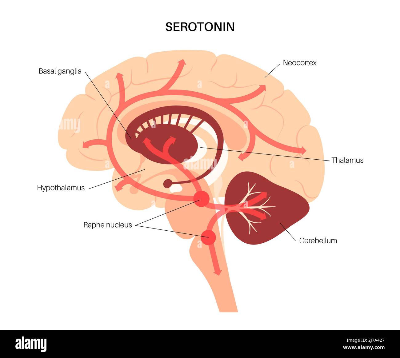 Serotonin pathway in the human brain, illustration Stock Photo Alamy