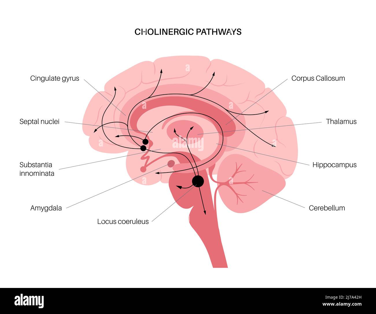Acetylcholine cholinergic pathway, illustration Stock Photo Alamy