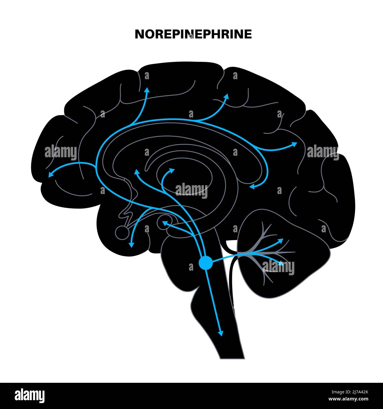 Norepinephrine hormone pathway, illustration Stock Photo Alamy