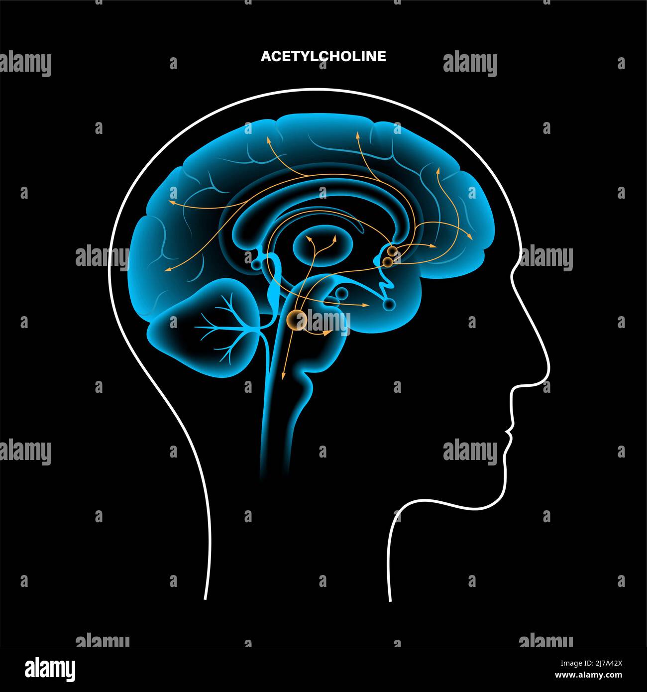 Acetylcholine hormone pathway in the human brain, illustration Stock