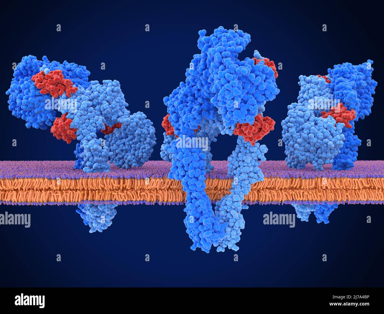 Active insulin receptors, illustration Stock Photo