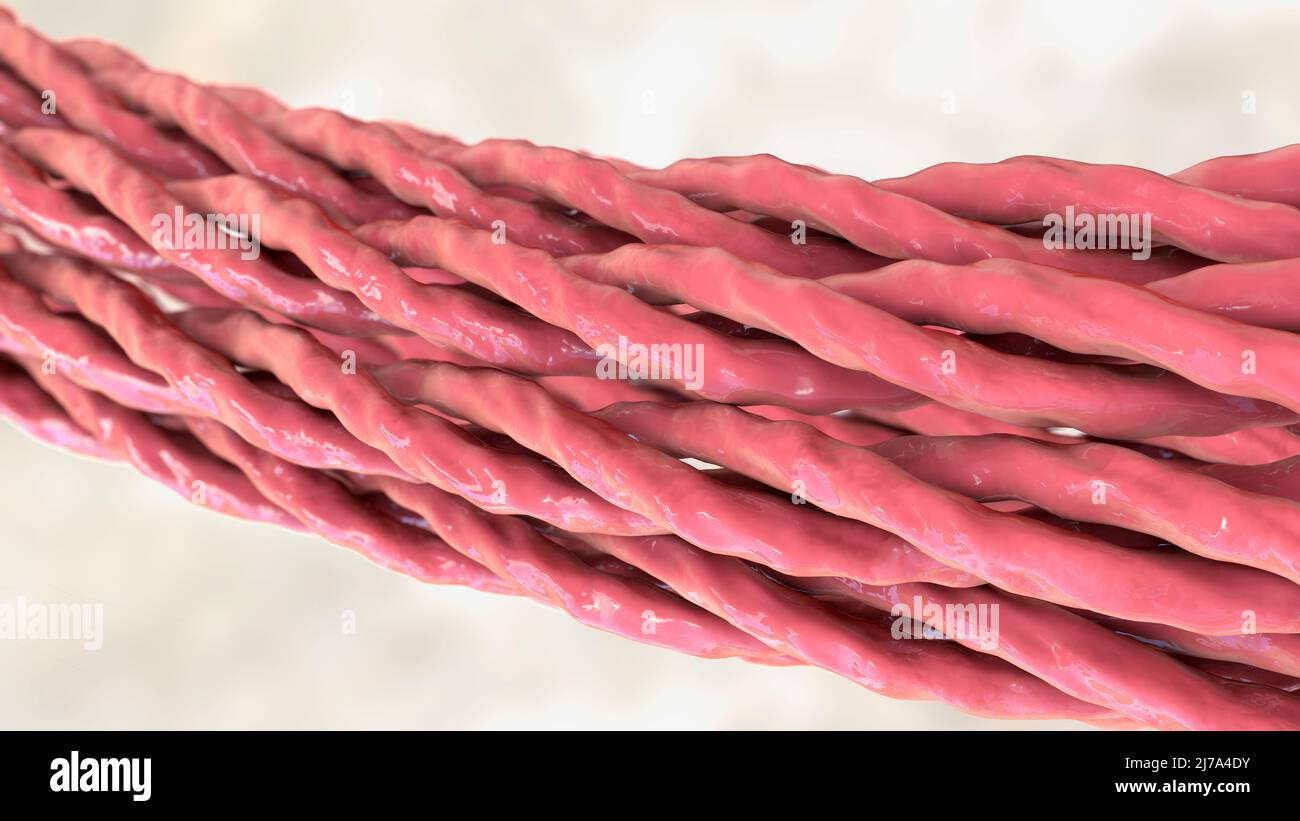 Collagen triple helix molecules, illustration Stock Photo - Alamy