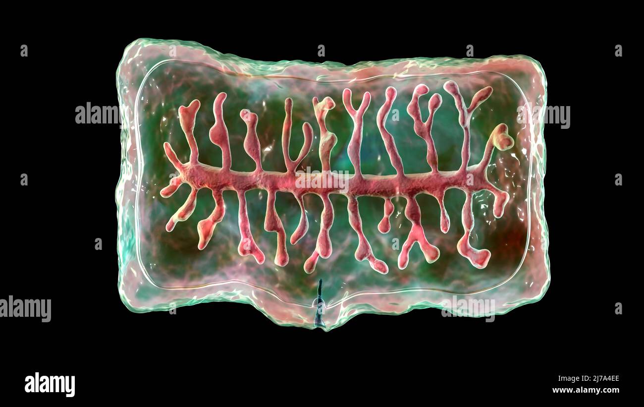 Proglottid (body unit) of a tapeworm Taenia solium, computer ...