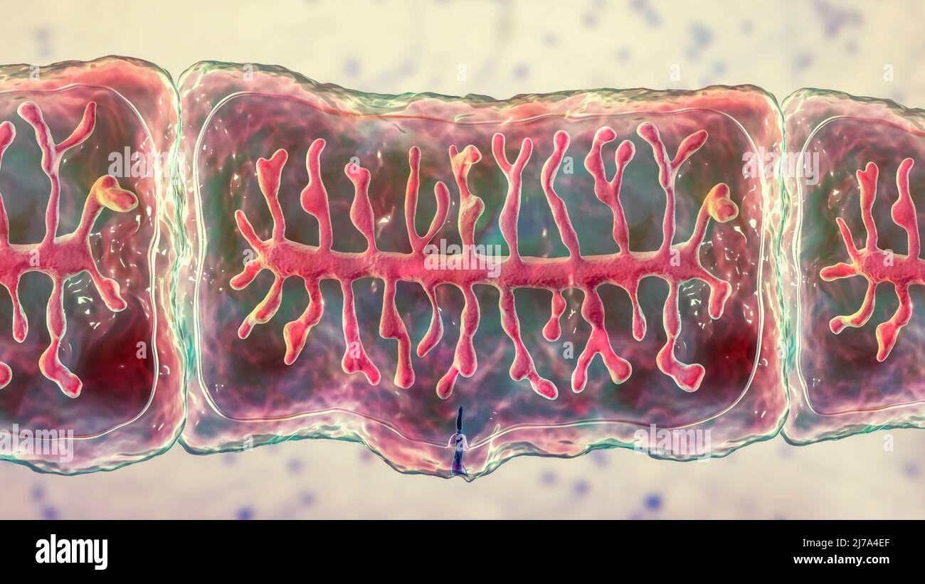 Proglottid of a beef tapeworm, illustration Stock Photo