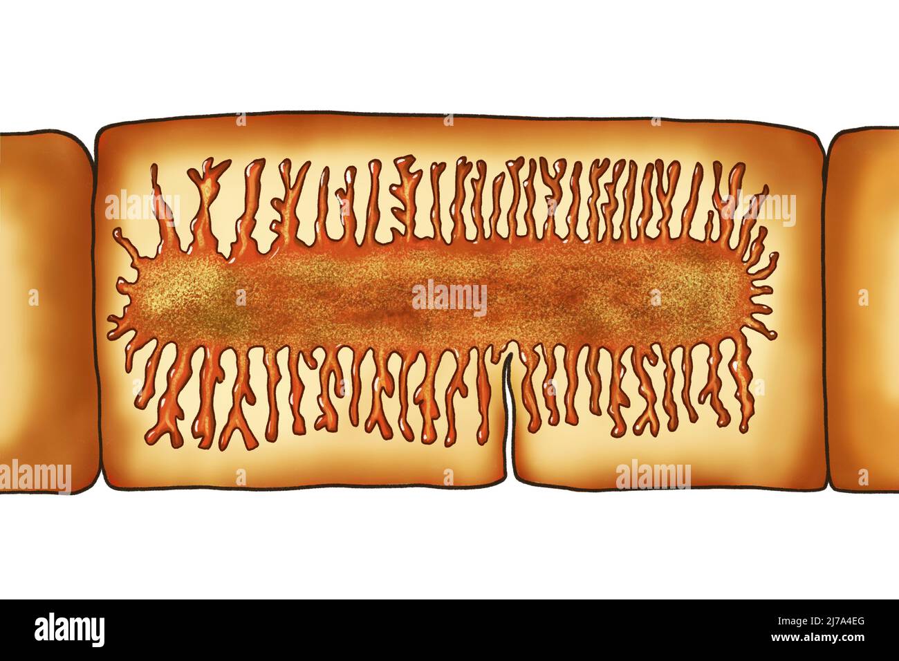 Proglottid of a beef tapeworm, illustration Stock Photo