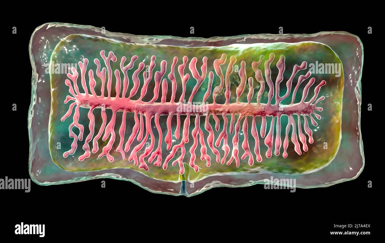Proglottid (body unit) of a beef tapeworm (Taenia saginata), computer