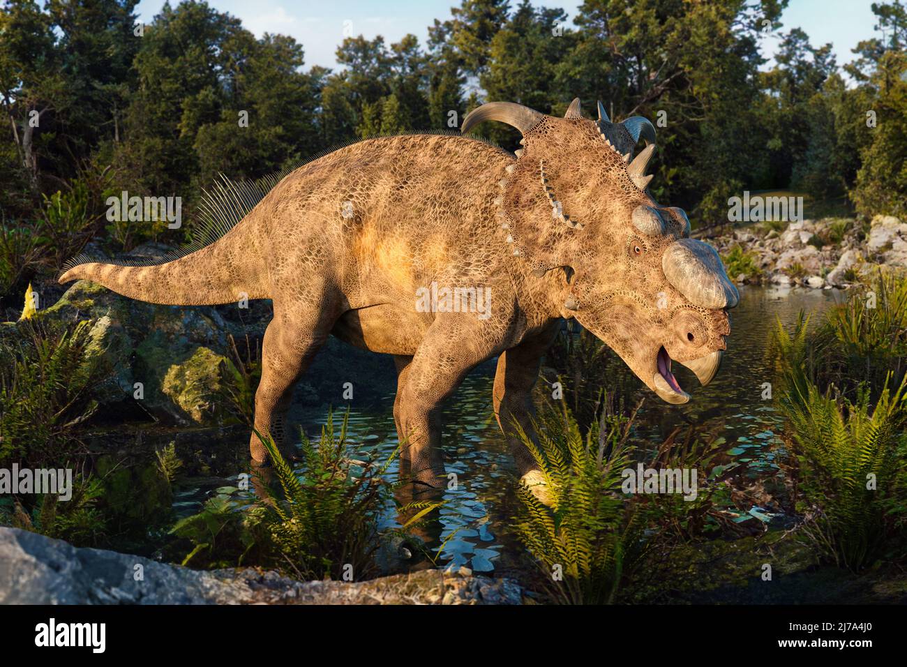 Pachyrhinosaurus dinosaur, illustration Stock Photo