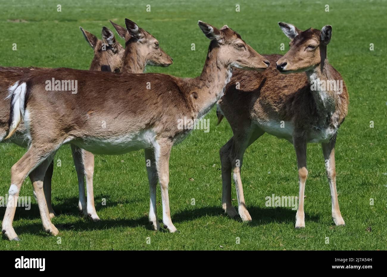 A group of roe deer hi-res stock photography and images - Alamy