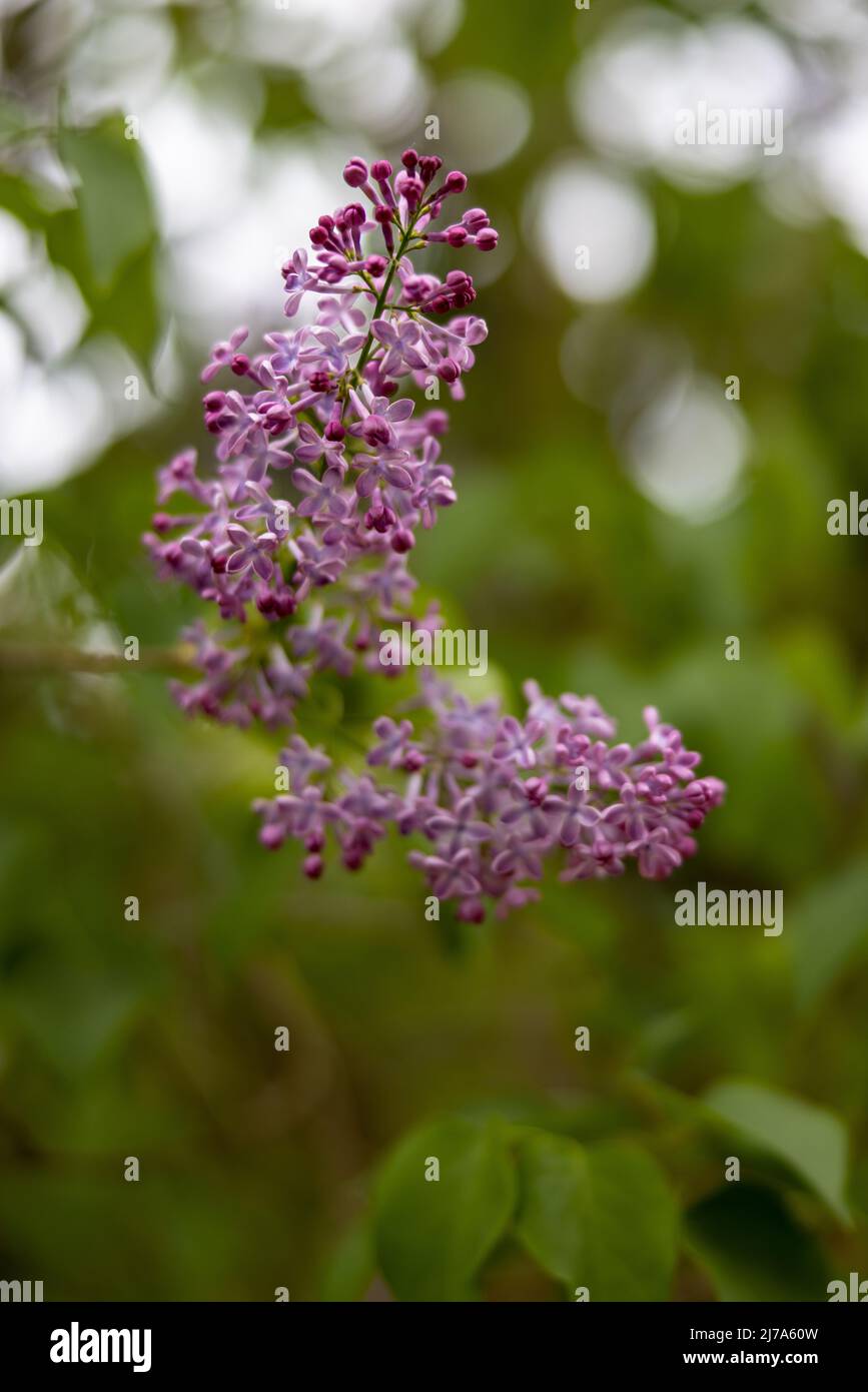 Distinctive clusters of flowers hi-res stock photography and images - Alamy