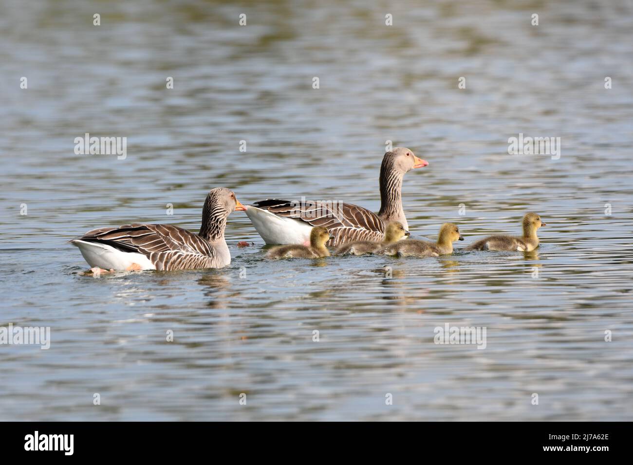 Spring at Tring Reservoirs. The birds have babies. Greylag geese with four goslings. Stock Photo