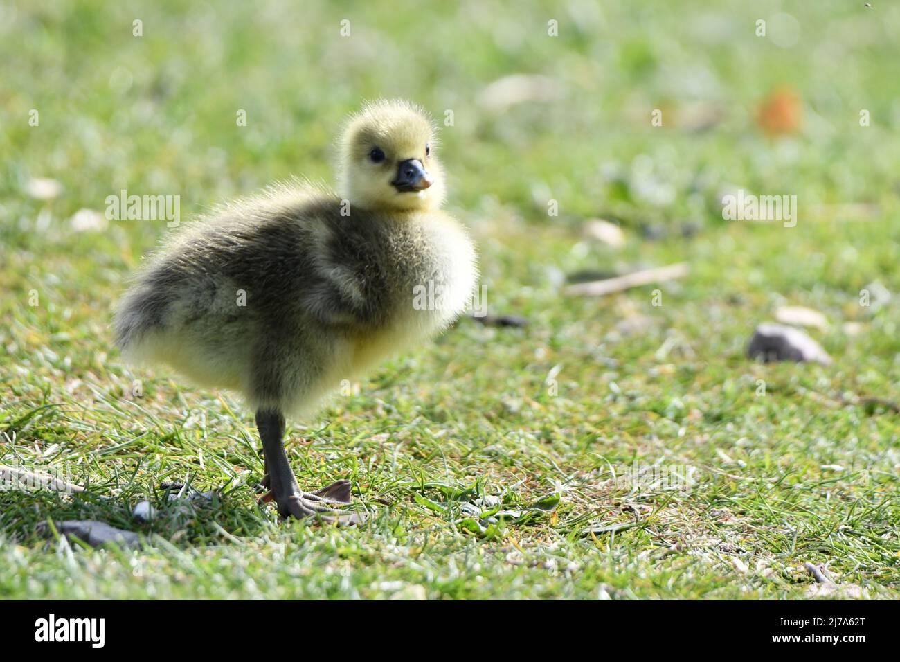 Lone gosling at Spring at Tring Reservoirs. Greylag goose. Stock Photo