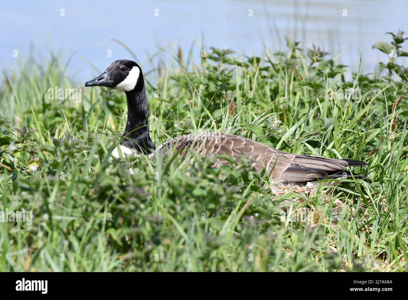 Canada Goose on a nest at Tring Reservoir, Buckinghamshire, Hertfordshire Border, UK. Stock Photo