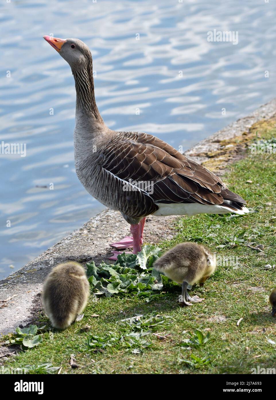 Spring at Tring Reservoirs. The birds have babies. Greylag goose with two goslings. Stock Photo