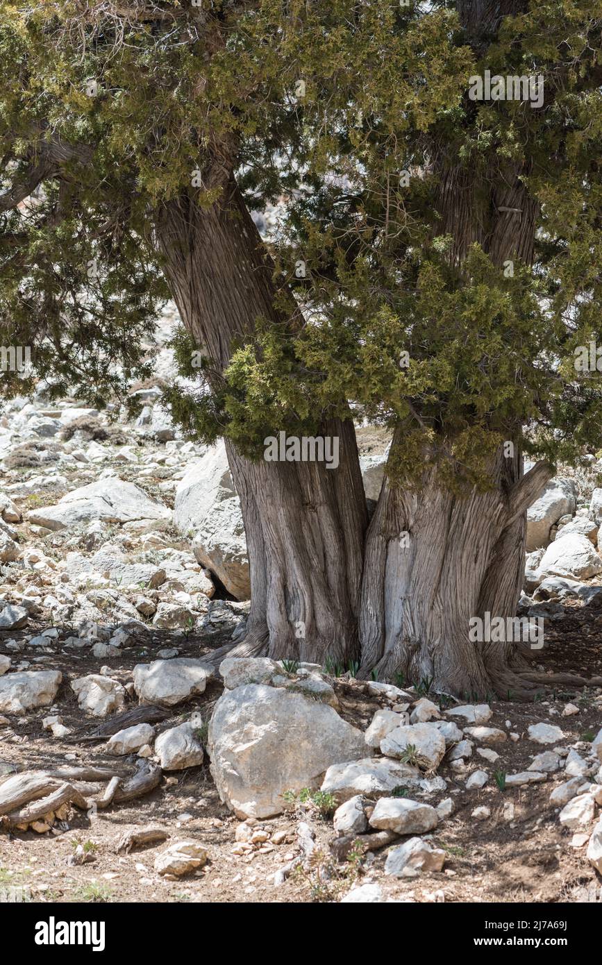 Juniper tree (Juniperus sp.) in SW Turkey Stock Photo