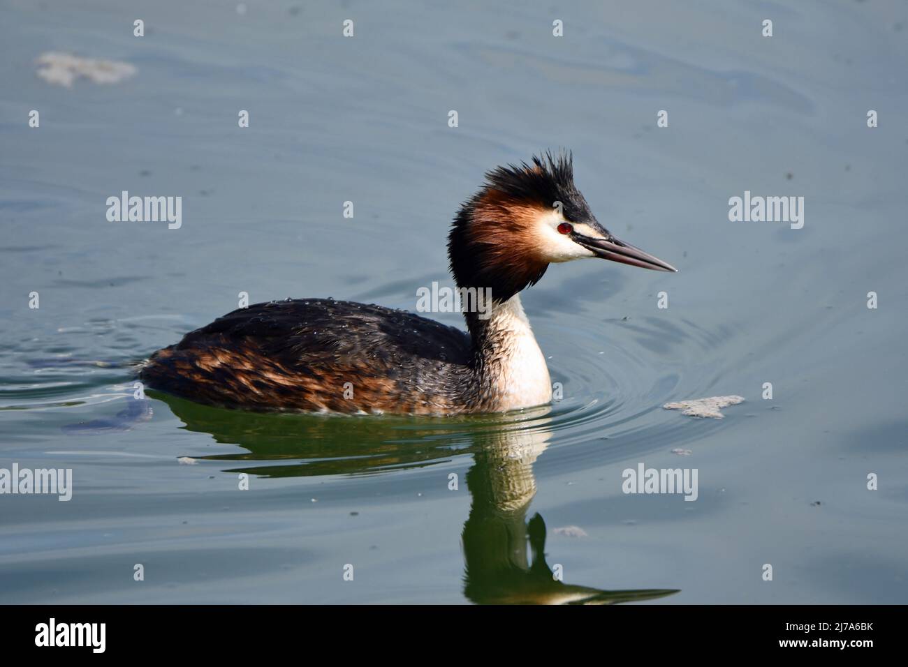 A Great Crested Grebe on the water. Wildlife on Tring Reservoirs, near Aston Clinton, Buckinghamshire, UK Stock Photo