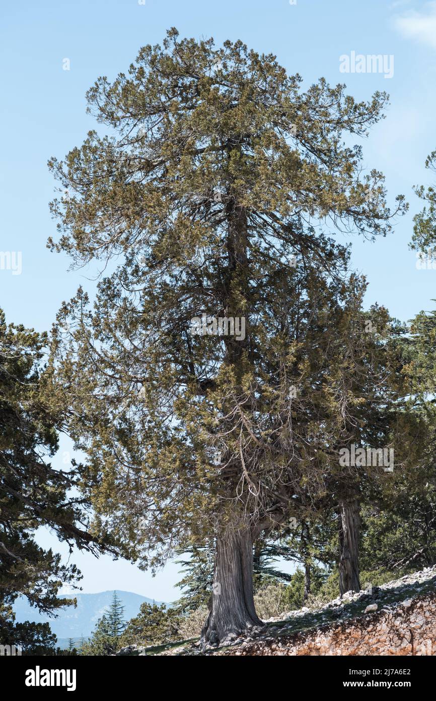 Juniper tree (Juniperus sp.) in SW Turkey Stock Photo