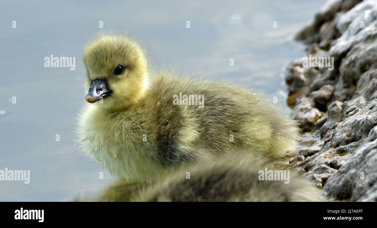 Young greylag goose, gosling, in Spring at Tring Reservoirs on the Buckinghamshire, Hertforshire Border. UK. Stock Photo