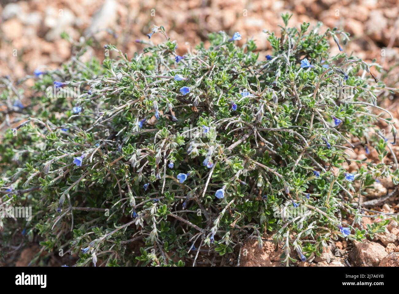 Flowering Lithodora hispidula near Murdala, Turkey Stock Photo