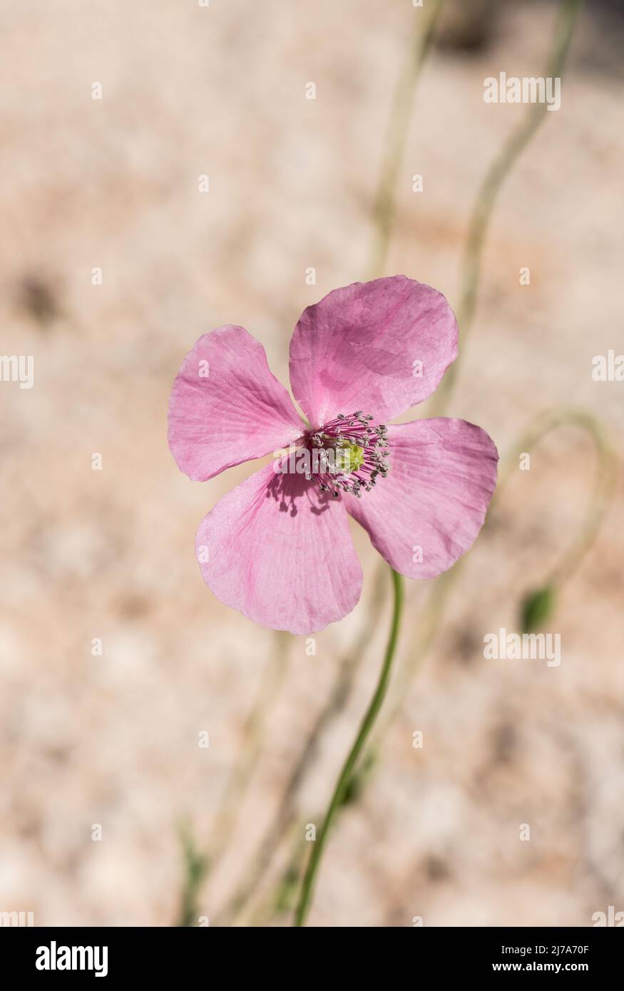 Pink flower of the poppy, Papaver gracile Stock Photo