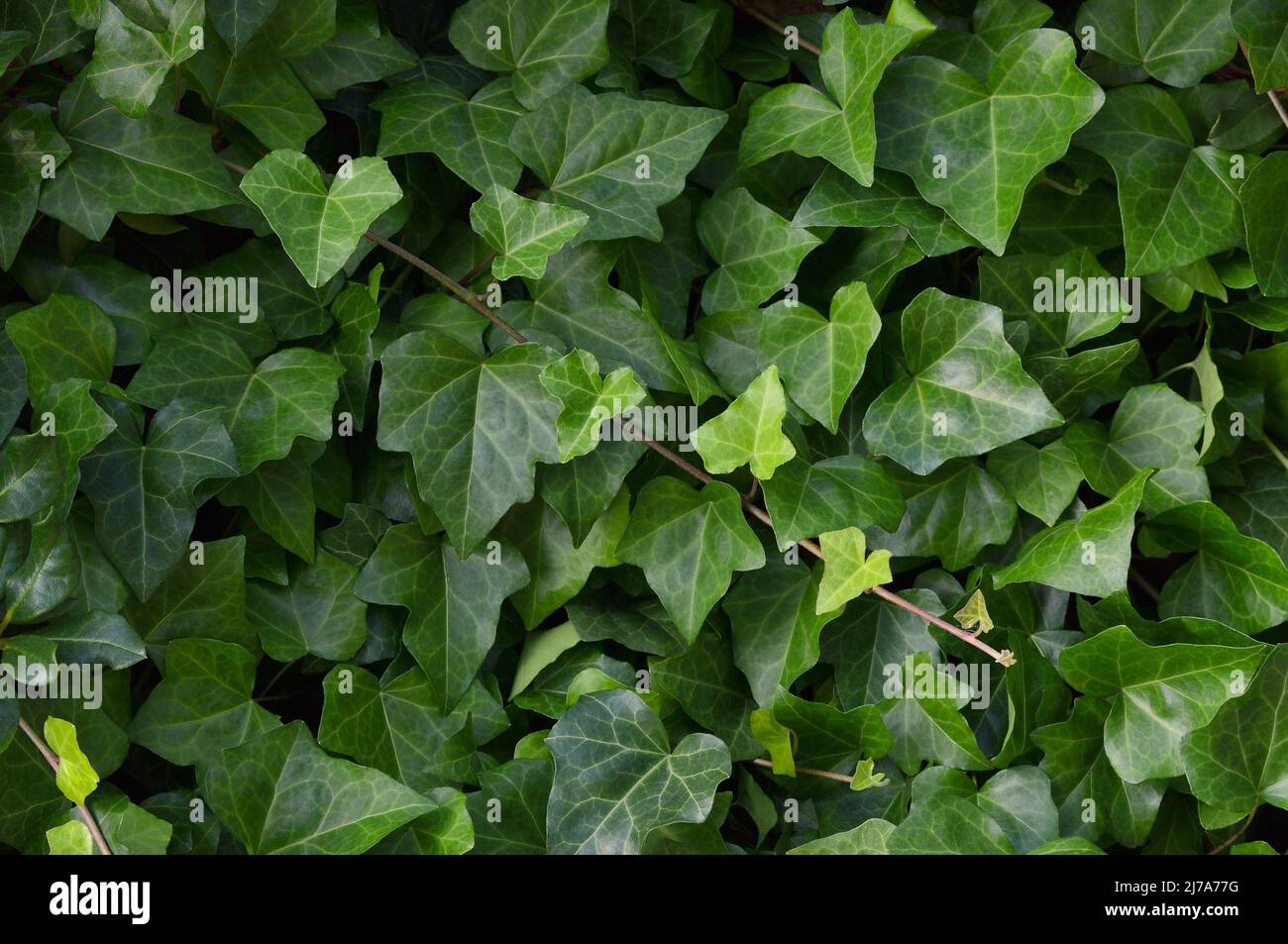Hedera helix L. var. baltica leaf, climbing common Baltic ivy texture flat lay background pattern, large detailed horizontal macro closeup, fresh new Stock Photo