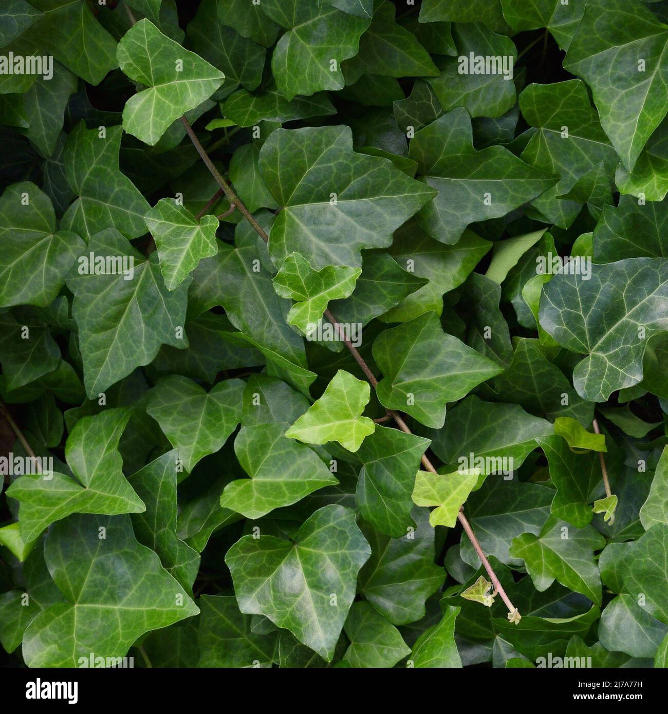 Hedera helix L. var. baltica leaf, climbing common Baltic ivy texture flat lay background pattern, large detailed vertical macro closeup, fresh new Stock Photo