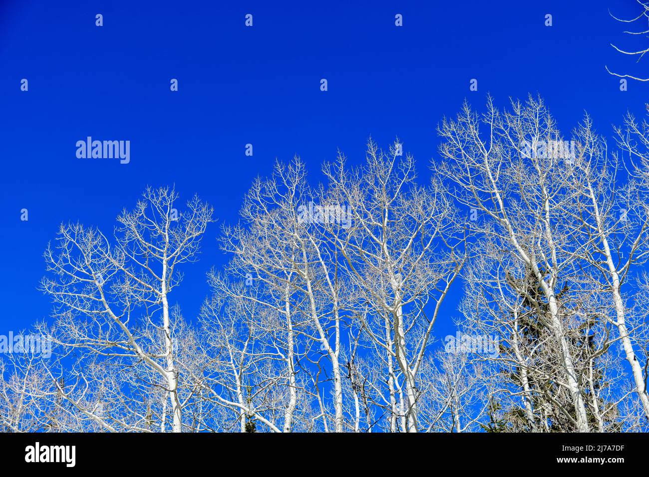 White tree branches over clean bright blue sky, early spring weather. Stock Photo