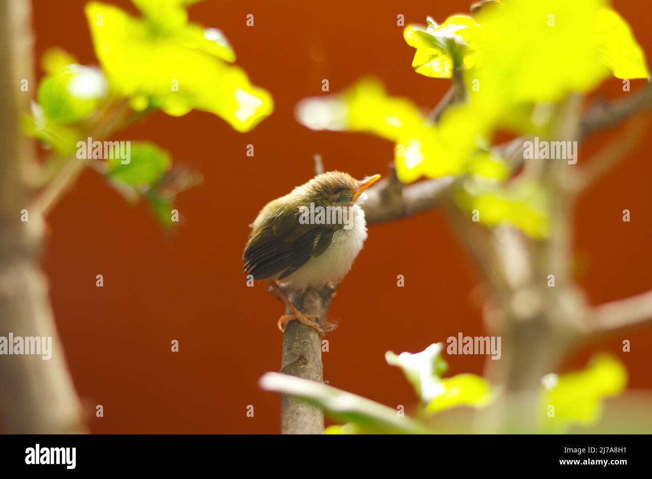Sleepy Baby Tailor-bird sitting on the branches with swallow blur Stock Photo