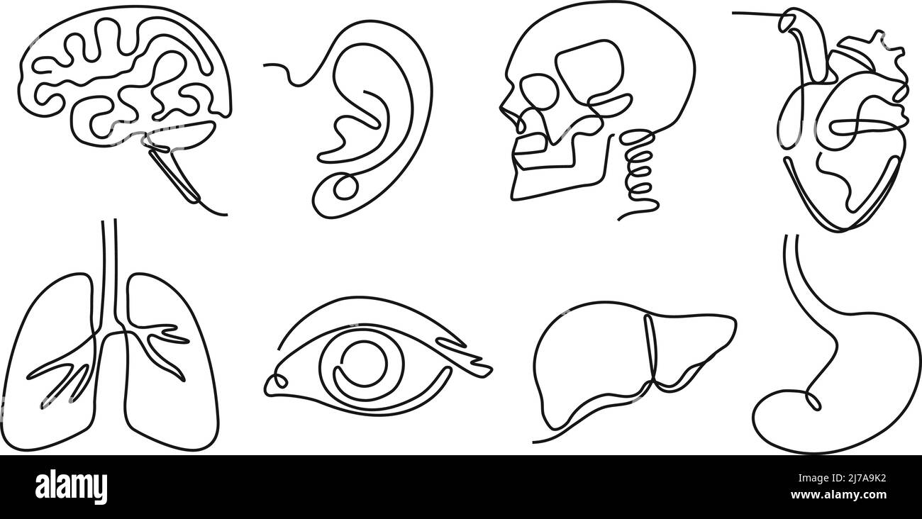 One line human organs. Minimal skull, brain and heart. Vision eye, hearing organ ear and lungs. Liver and stomach hand drawn vector Illustration set Stock Vector