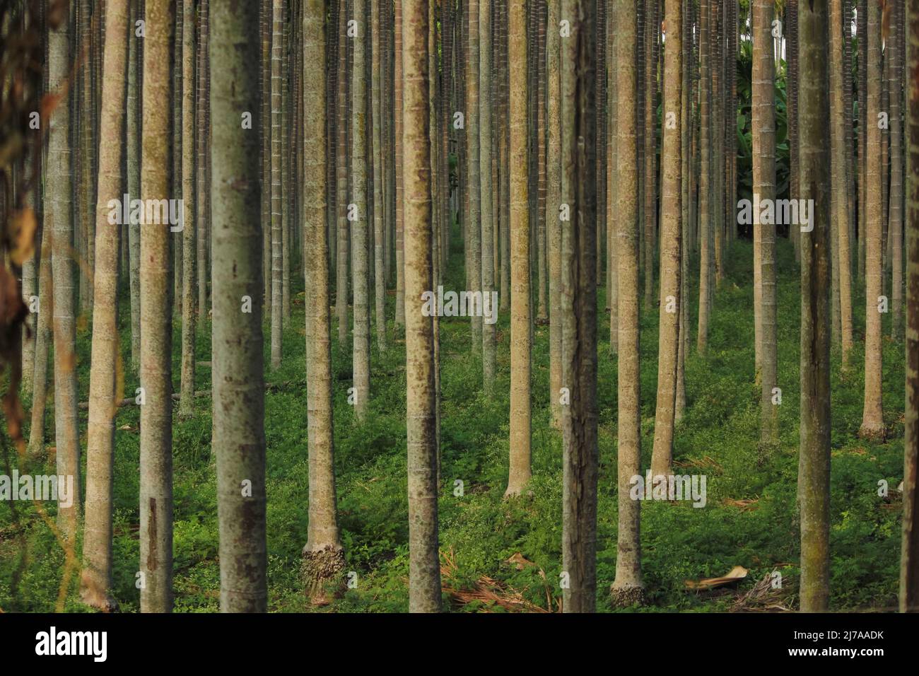 Wide landscape shot dense green hi-res stock photography and images - Alamy