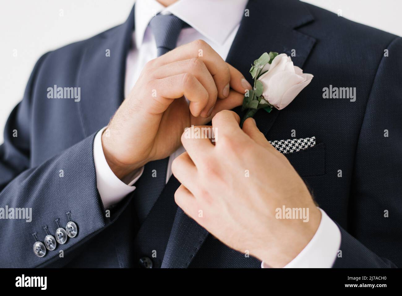 The groom fastens a pink rose boutonniere to his jacket Stock Photo