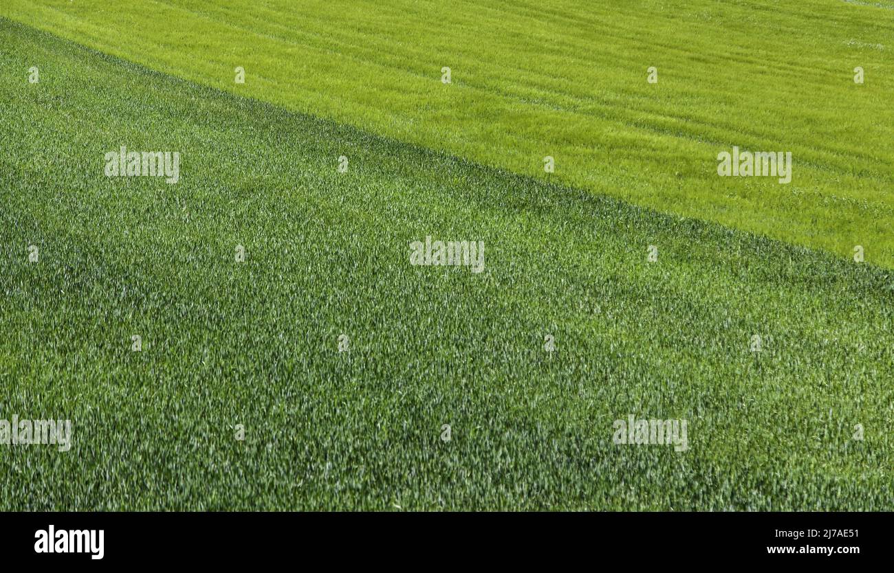 Lawn and fresh cut grass, natural landscape Stock Photo