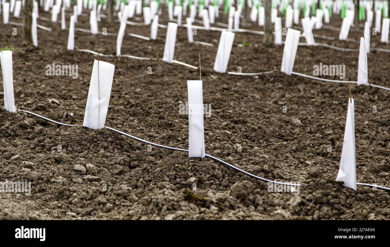 Detail of plantation of new olive trees in the field, olive and oil industry Stock Photo